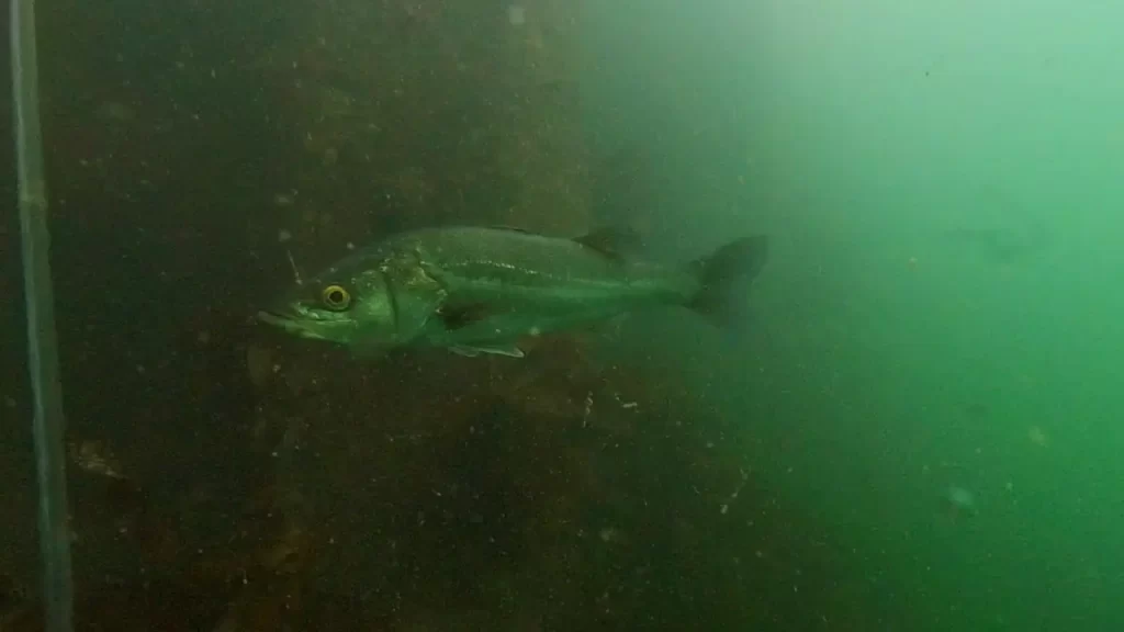 大蔵海岸の朝霧川河口の釣りポイントで水中撮影したシーバス