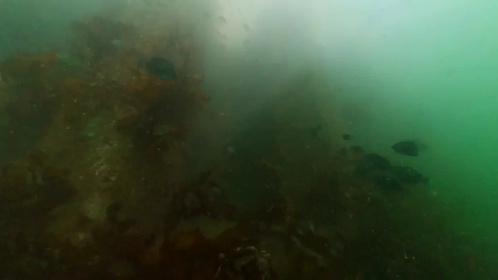 大蔵海岸の朝霧川河口の釣りポイントで水中撮影したグレ