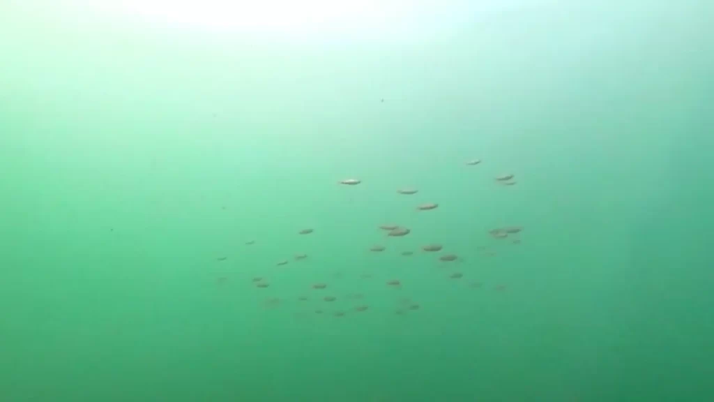 大蔵海岸の東側堤防の釣りポイントで水中撮影した魚の群れ