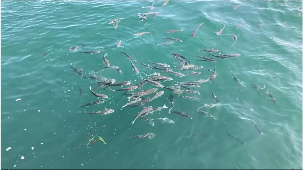 明石新波止の漁港側の釣りポイントで撮影したボラの群れ