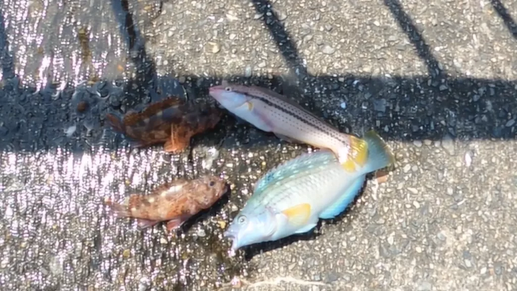 平磯海釣り公園の釣果