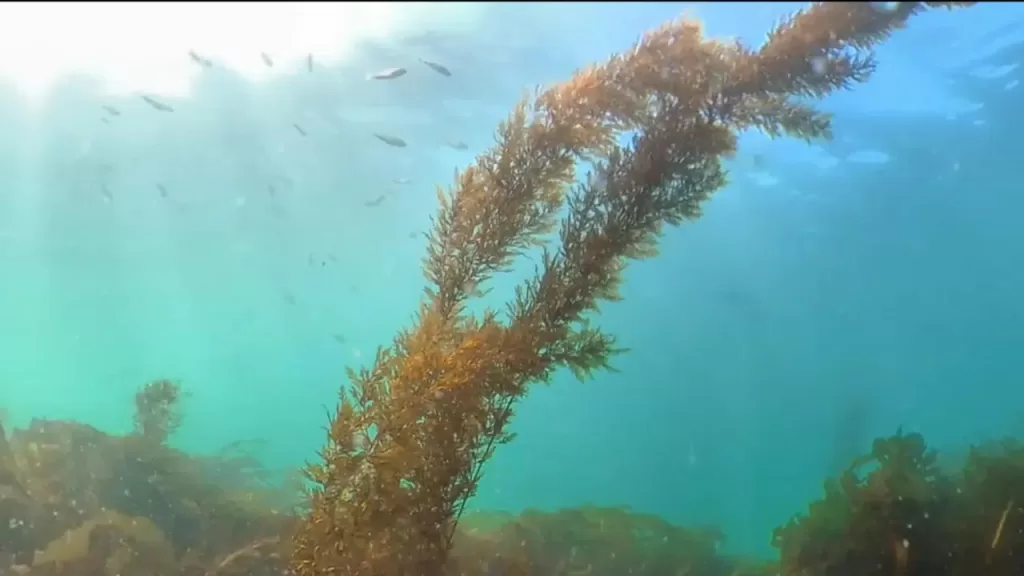 明石新波止のベランダの釣りポイントの水中映像（小魚）