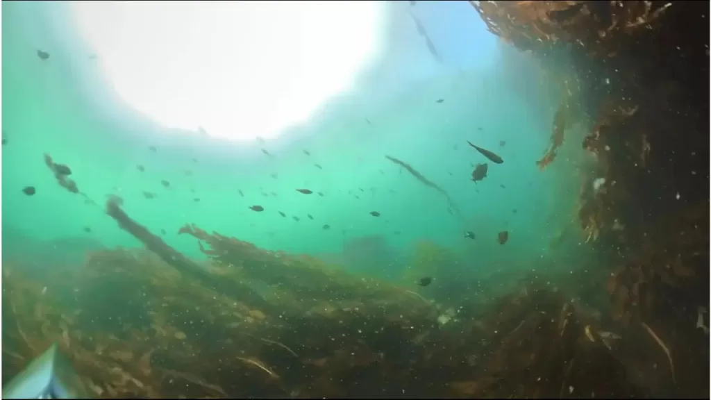 明石新波止の白灯台周辺の釣りポイントで水中撮影した魚たち