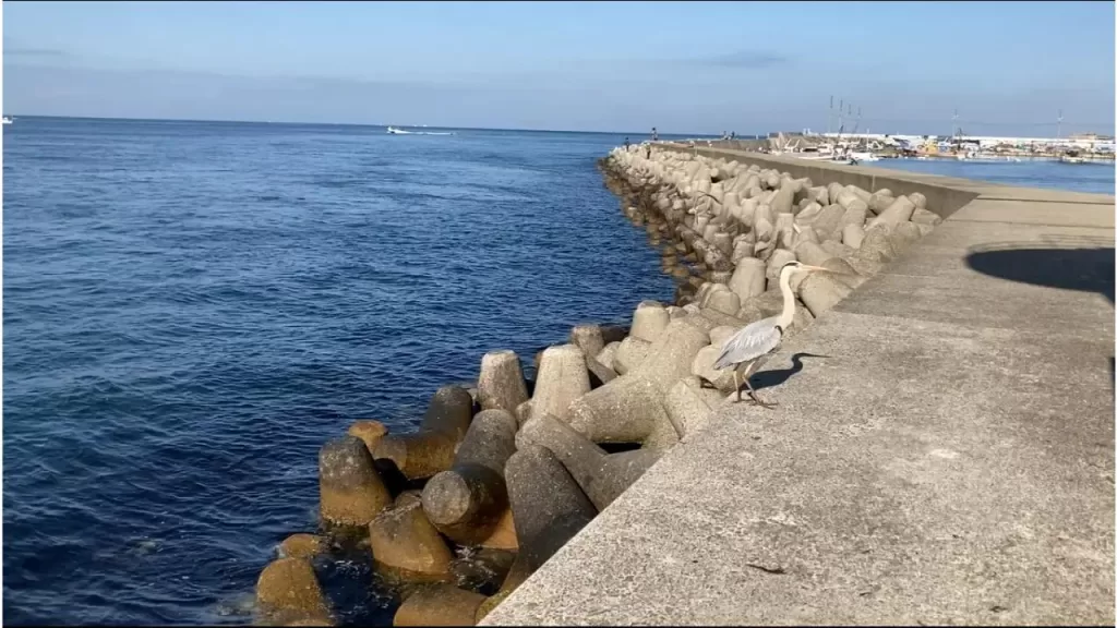 明石新波止の外側のテトラ帯の釣りポイントを灯台から撮影