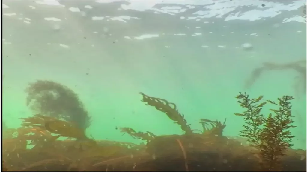 明石新波止の入り口のポイントの水中映像