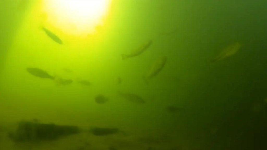 長浜港の水上小屋のバス釣りポイントで水中撮影した小バスの群れ