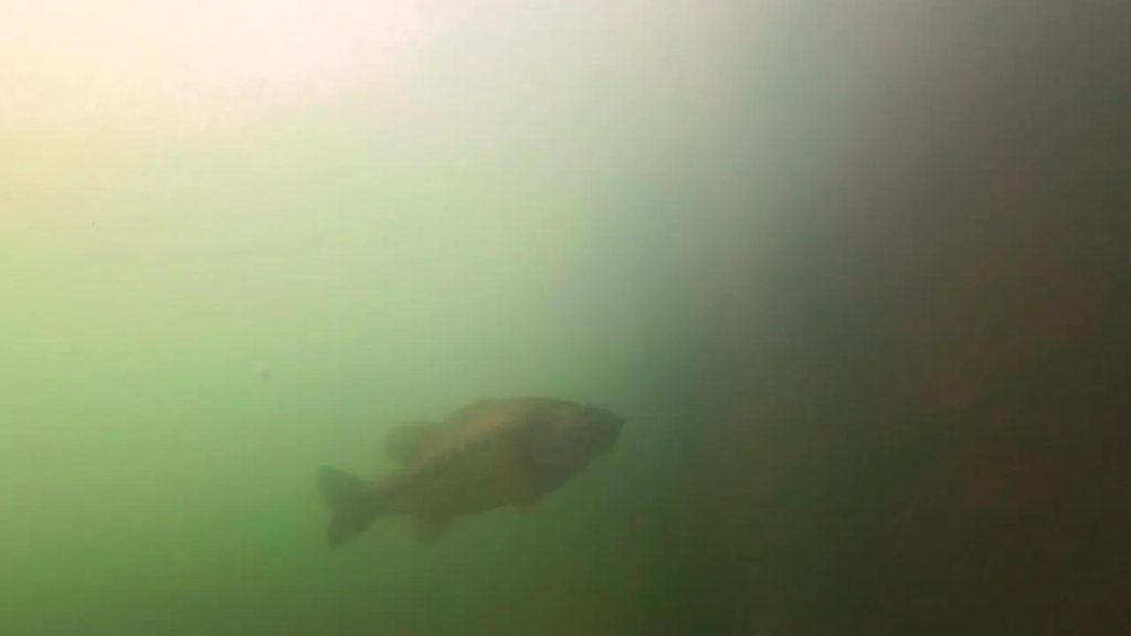 長浜港の水上小屋のバス釣りポイントで水中撮影したビッグバス