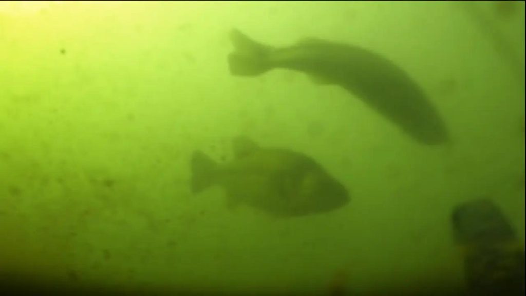 長浜港の米川のビックバス