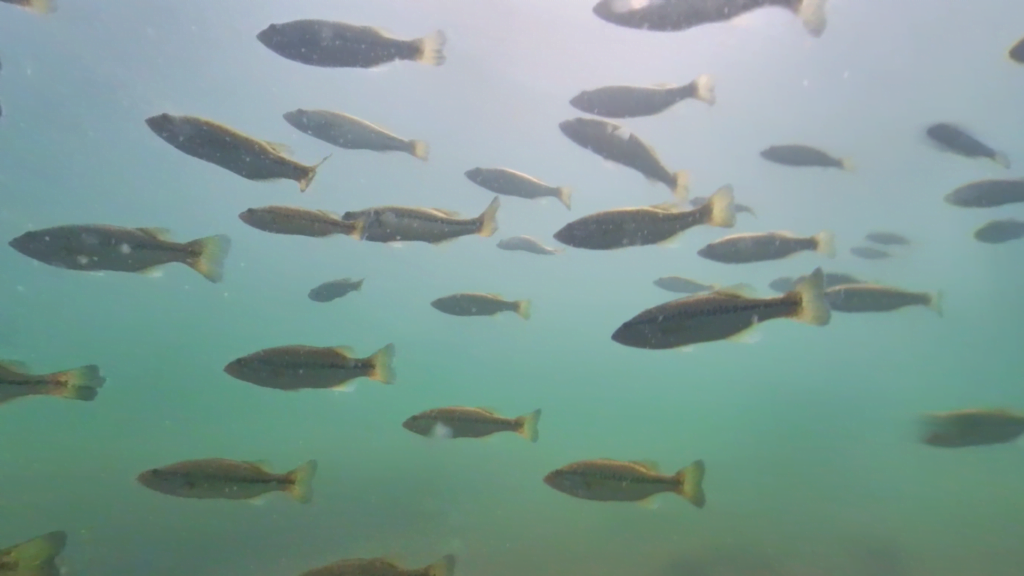 琵琶湖の近江高島の貫川河口のバス釣りポイントを水中映像で紹介 水中映像から関西の釣り場を紹介