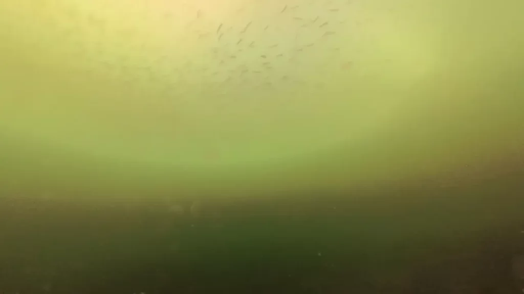 南芦屋浜西護岸南端の釣りポイントで水中撮影した魚の群れ