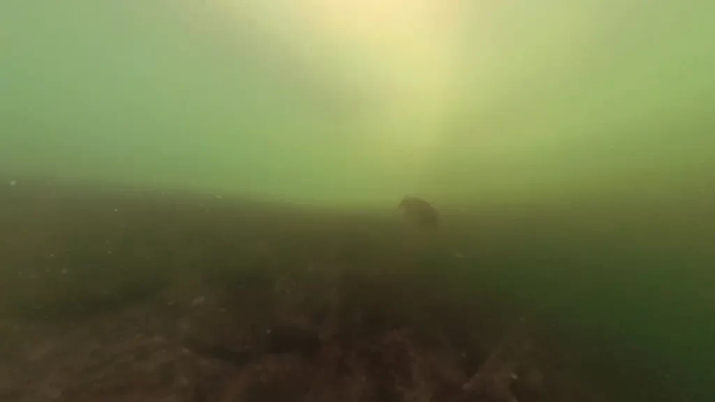 南芦屋浜西護岸中央南の釣りポイントで水中撮影した黒鯛