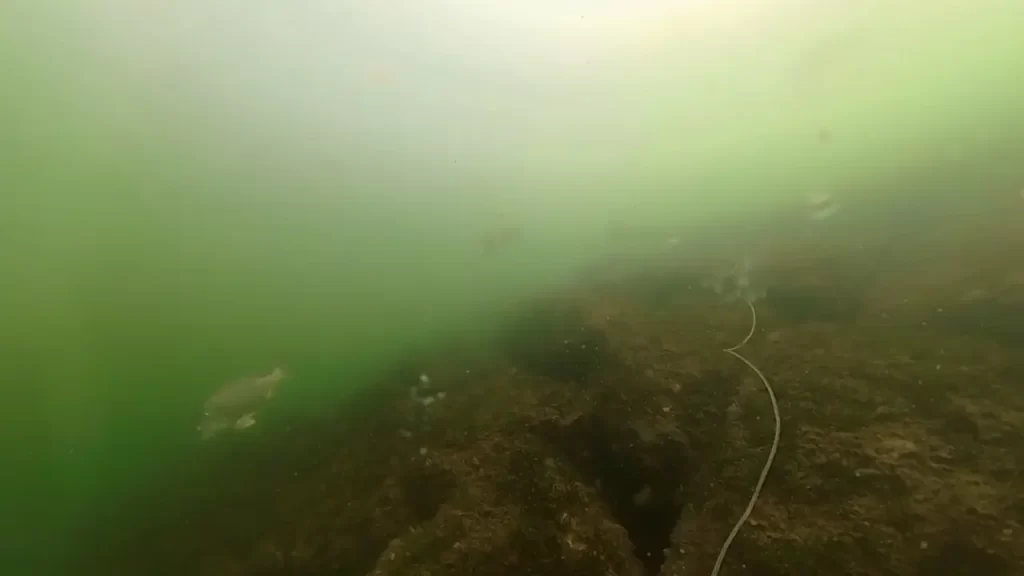 兵庫県芦屋市の南芦屋浜西護岸の釣りのポイントで水中撮影した黒鯛の群れ
