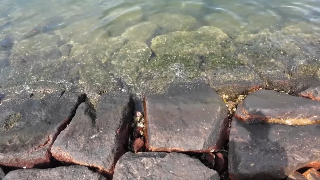 南芦屋浜西護岸中央北の釣りポイントの足元
