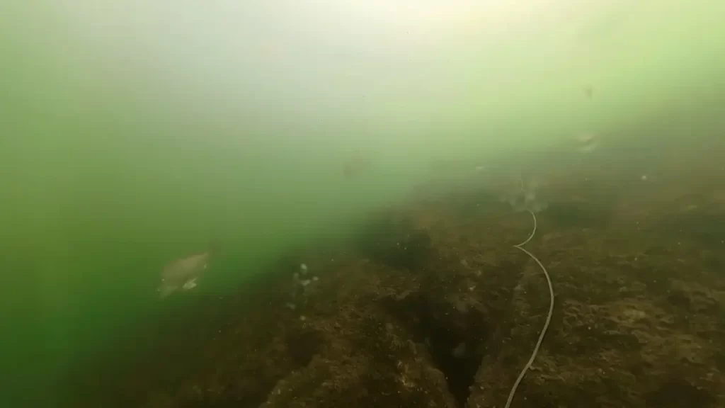 南芦屋浜西護岸中央北の釣りポイントで水中撮影した黒鯛の群れ