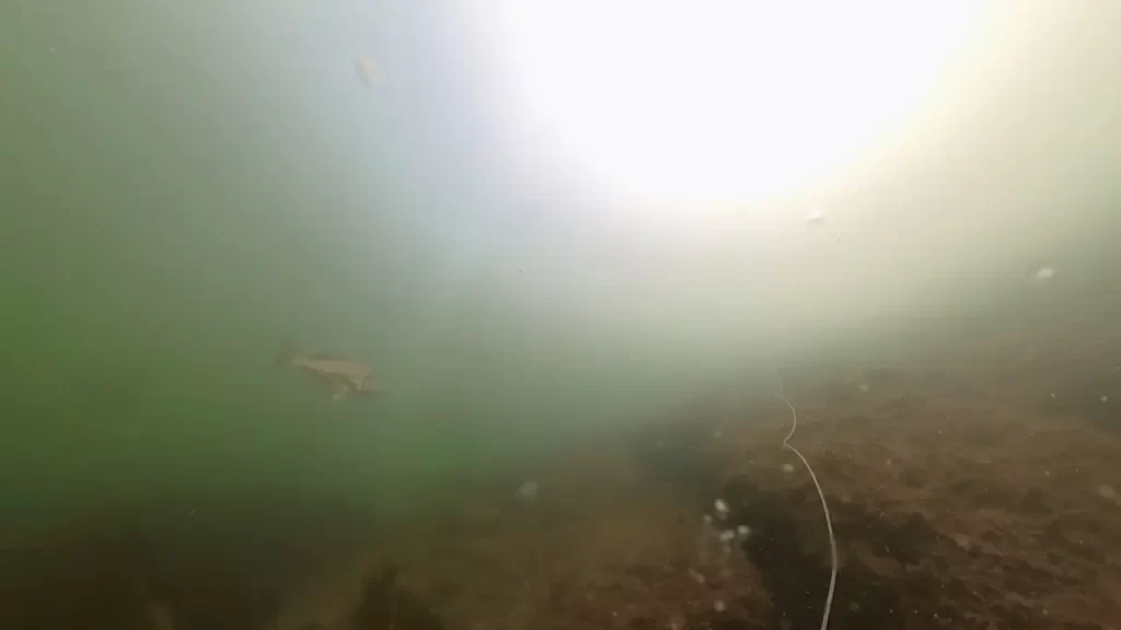 南芦屋浜西護岸湾岸線南の釣りポイントで水中撮影した黒鯛