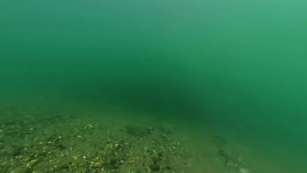 琵琶湖の安曇川北流河口40-90ｍラインのバス釣りのポイントで水中撮影したニゴイ