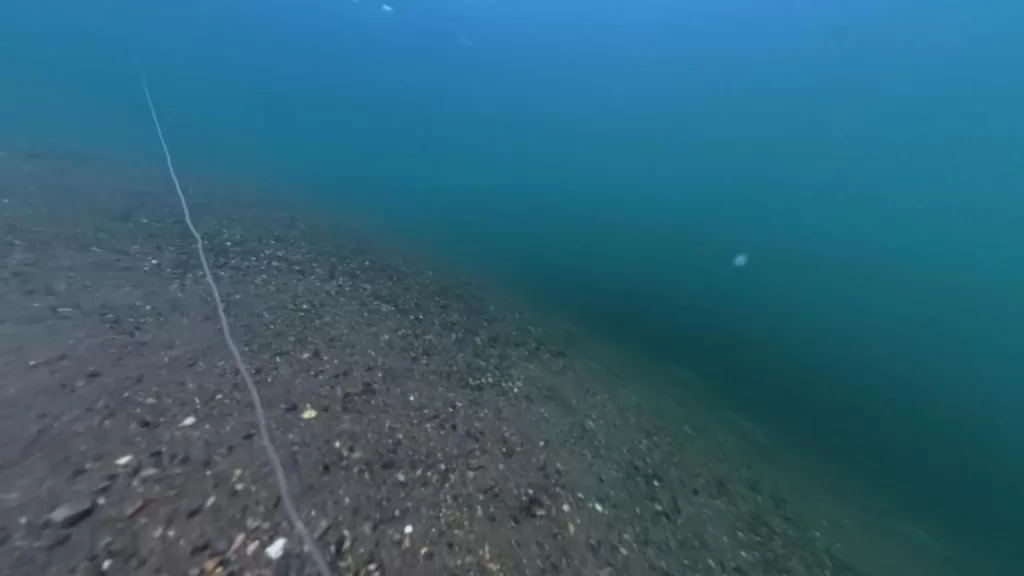 琵琶湖の安曇川北流河口20-50ｍラインのバス釣りのポイントで水中撮影した魚