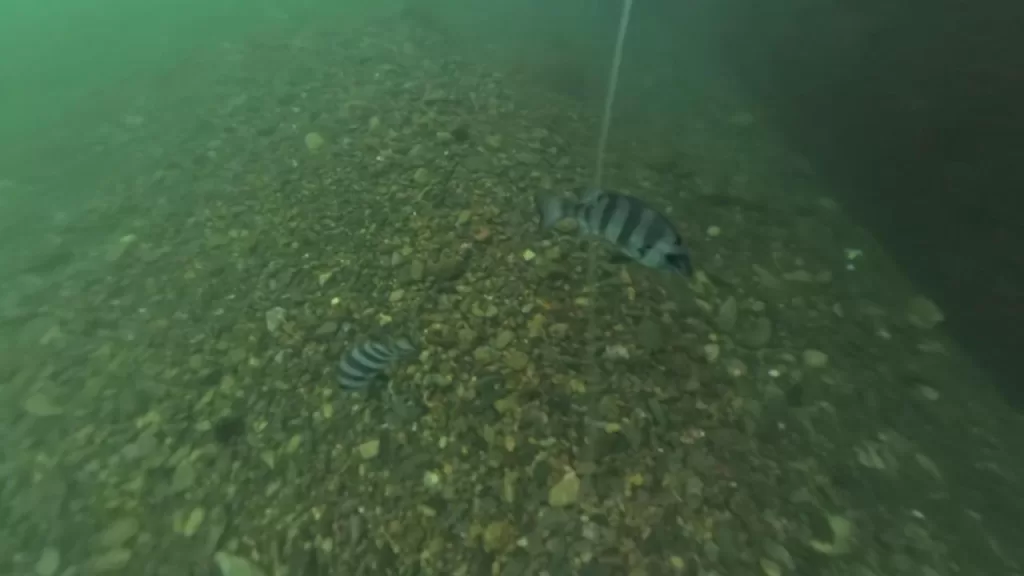 小間漁港の東防波堤の水中映像：サンバソウ