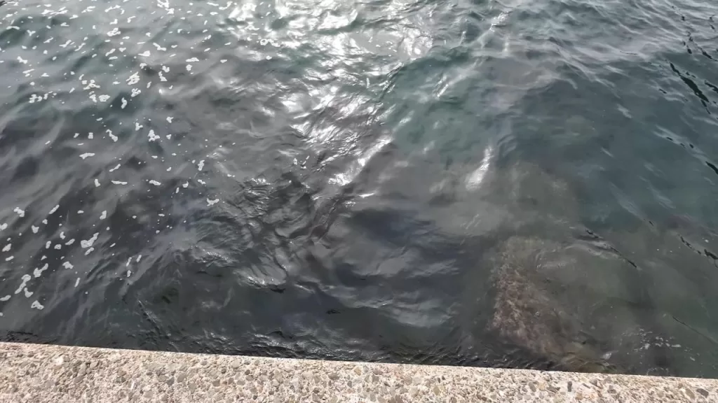 小間漁港の東防波堤の外側