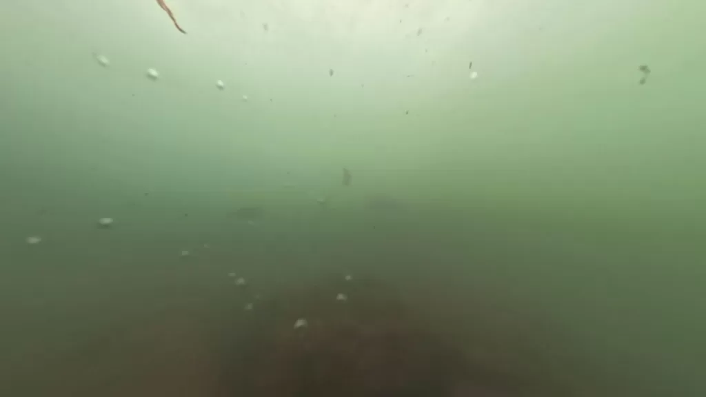 浅茂川漁港大波止のポイント①大波止先端の水中映像:黒鯛の影