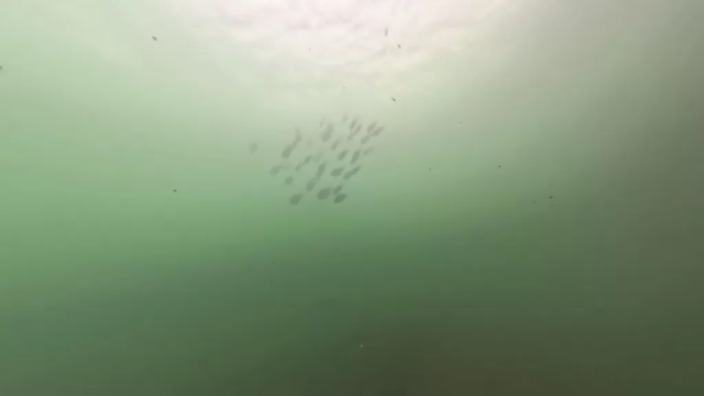 浅茂川漁港大波止のポイント①大波止先端の水中映像:魚の群れ