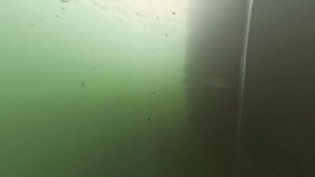 浅茂川漁港大波止のポイント②:大波止内側の水中映像で黒鯛の画像