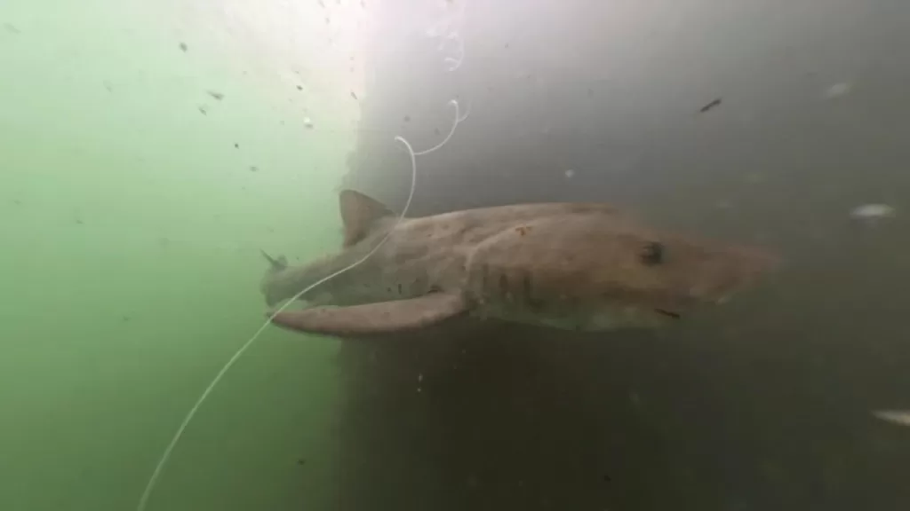 浅茂川漁港大波止のポイント②:大波止内側の水中映像でサメの画像