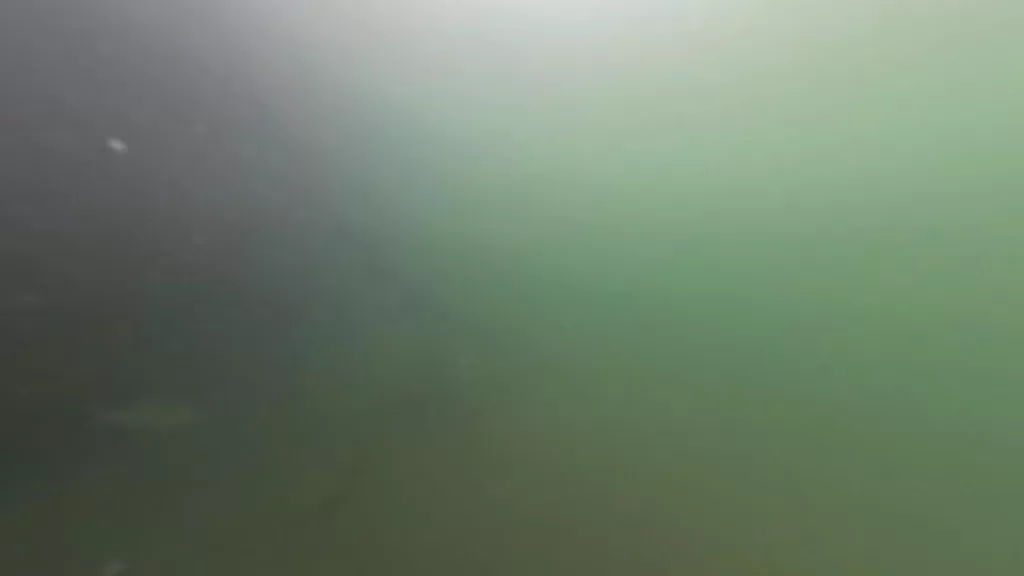 浅茂川漁港大波止のポイント③:水中映像で魚影あり