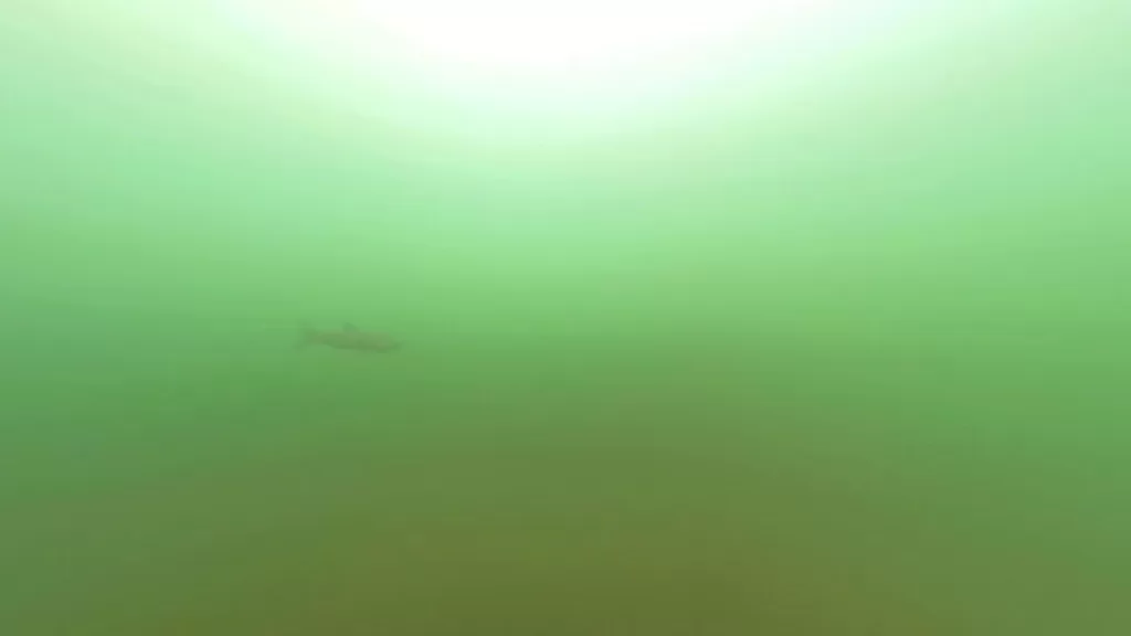 浅茂川漁港の漁協北側のポイントの水中映像：ボラ