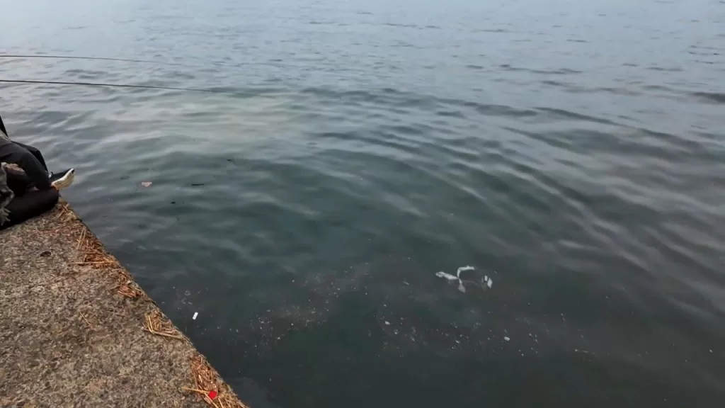 浅茂川漁港の漁協南側の足元