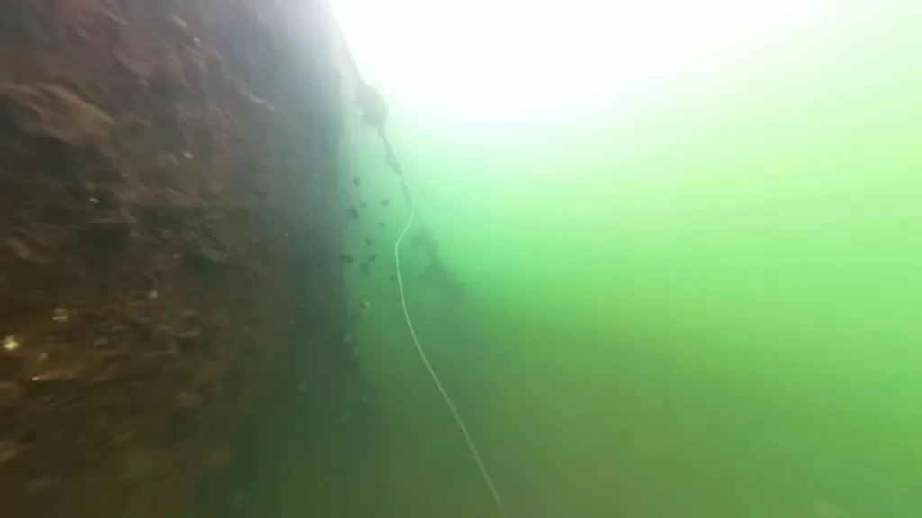 浅茂川漁港の港内の水中映像：グレ