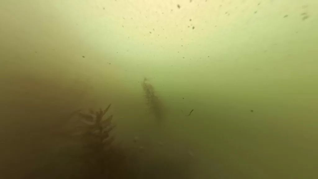 浅茂川漁港の港内小波止の先端の水中映像。魚影なし